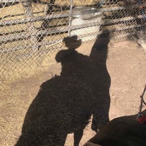 Meet your Posher, Mario